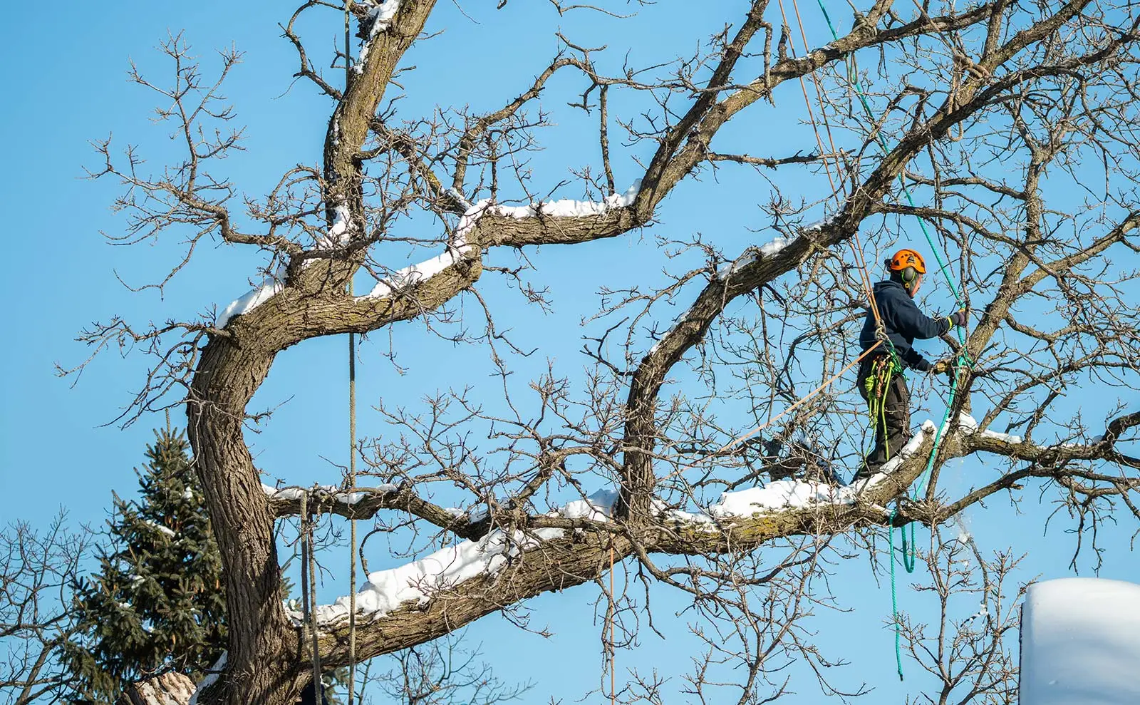 Certified arborist pruning snow-covered tree branches during ice storm recovery.