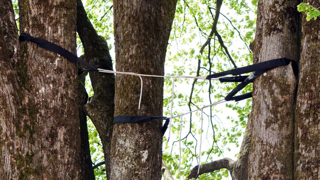 Tree Cabling And Bracing Techniques | White Oak Tree Care Inc.