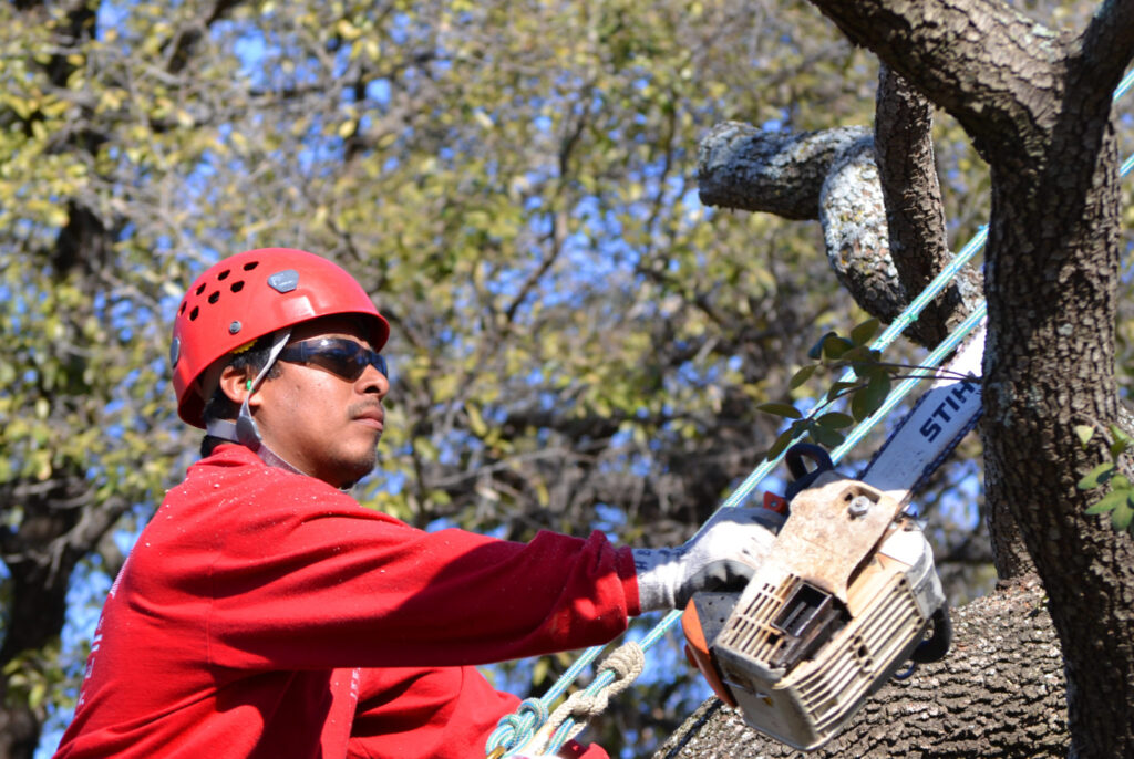 Tree Removal Services DuPage County IL