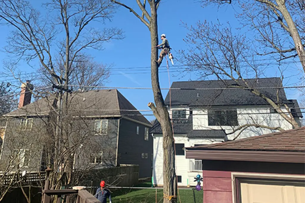 Top Quality Tree Trimming Services | White Oak Tree Care Inc.