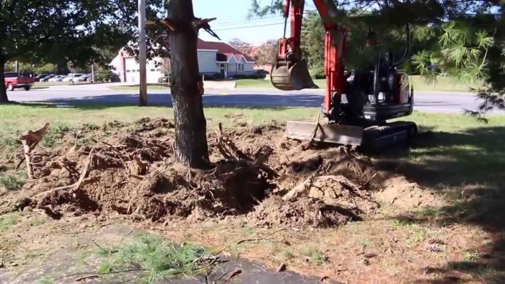 Safe Tree Removal Services | White Oak Tree Care Inc.