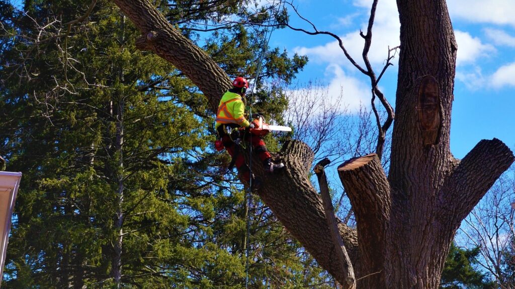What To Look For If You Need A Tree Removal Company