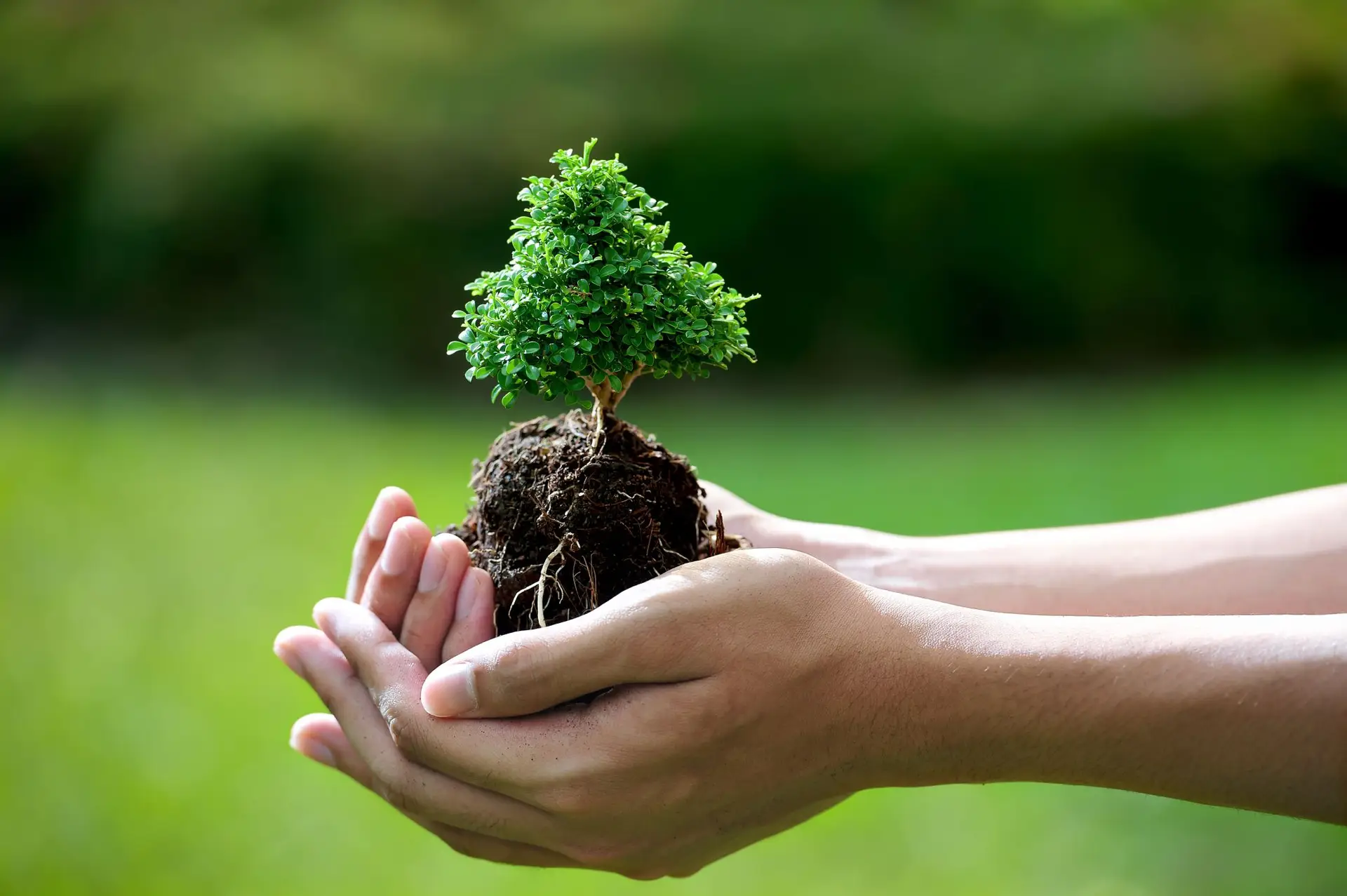 Tree Planting Specialist | White Oak Tree Care Inc.