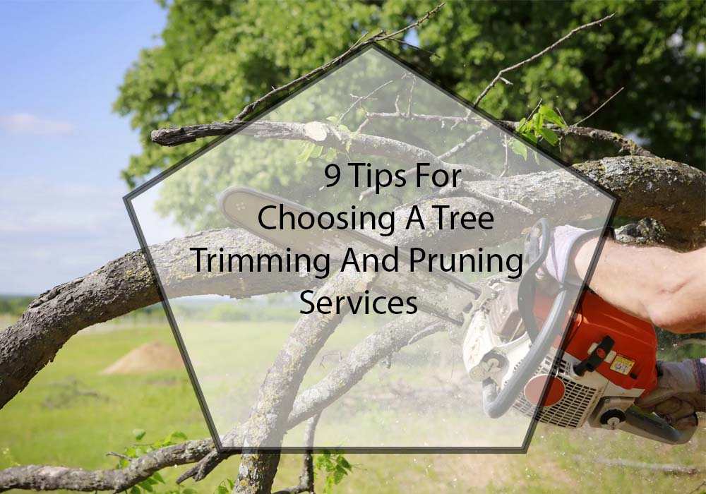 Choosing A Tree Trimming And Pruning Service