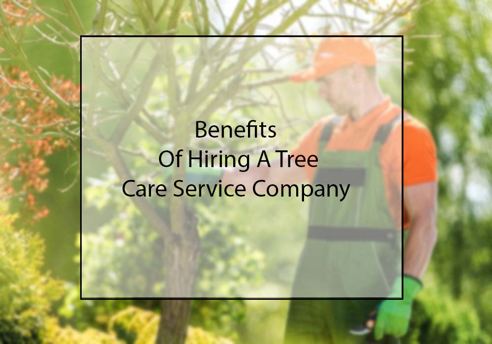 Benefits Of Hiring A Tree Care Service Company