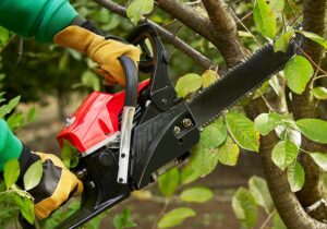 Tree Trimming & Pruning Services Near Me