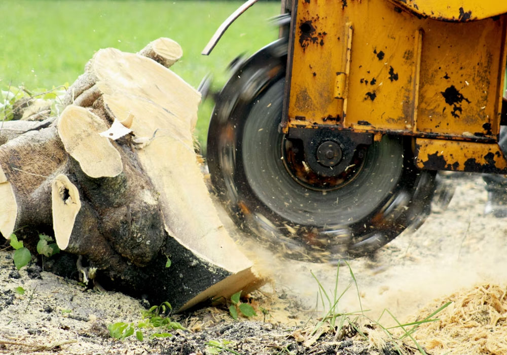 Local Stump Grinding In Kane County, IL (Top Provider)