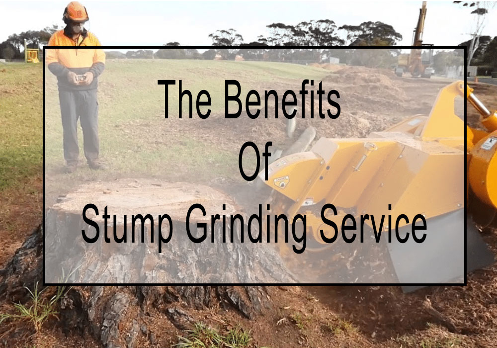 Stump Grinding Helps Keep Your Trees Healthy