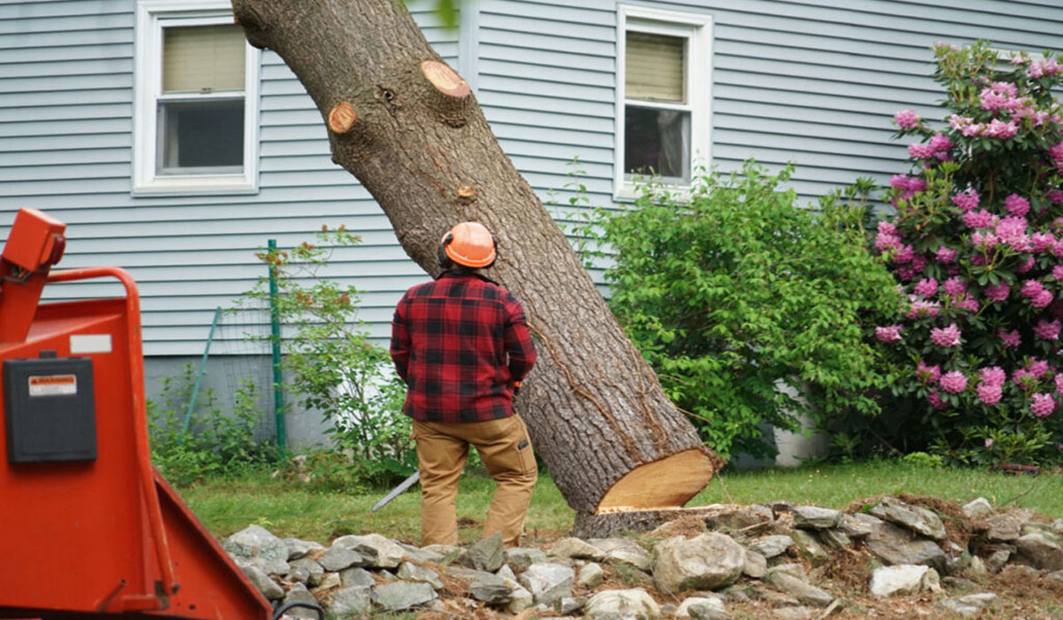 Benefits Of Tree Removal Services