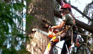 woman removing a tree with a chainsaw while suspended in the air