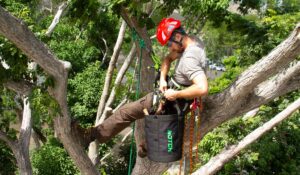 Arborist on a treet working