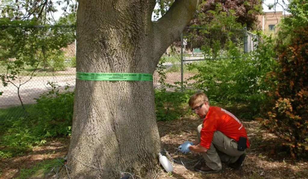 Man in red shirt and safety goggles working on a tree removal service