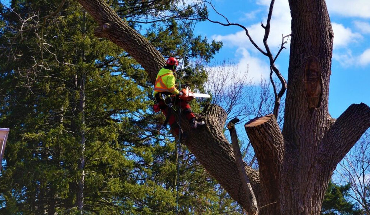 Arborist on a tree cutting with a chainsaw