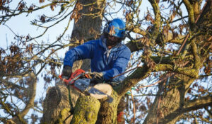 man with chainsaw on top of a tree performing a tree removal service