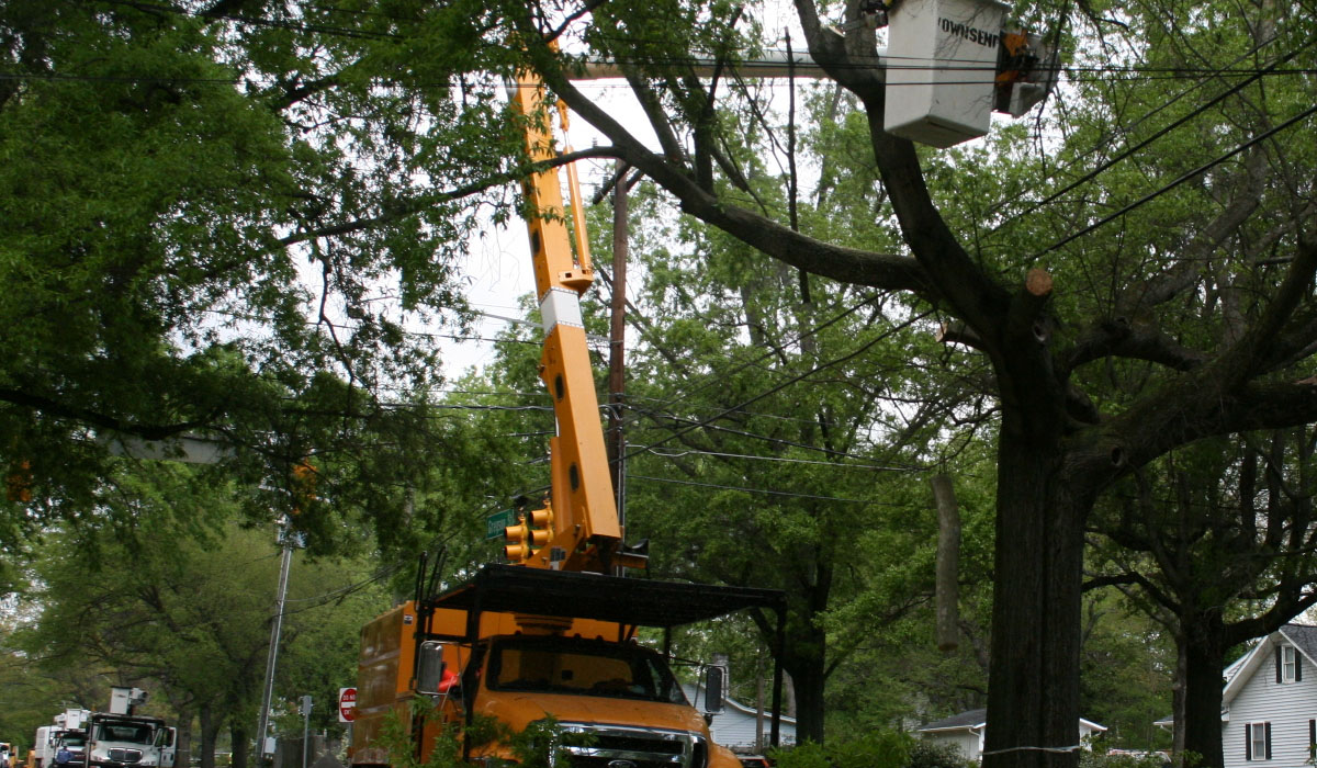 tree removal truck working on trees