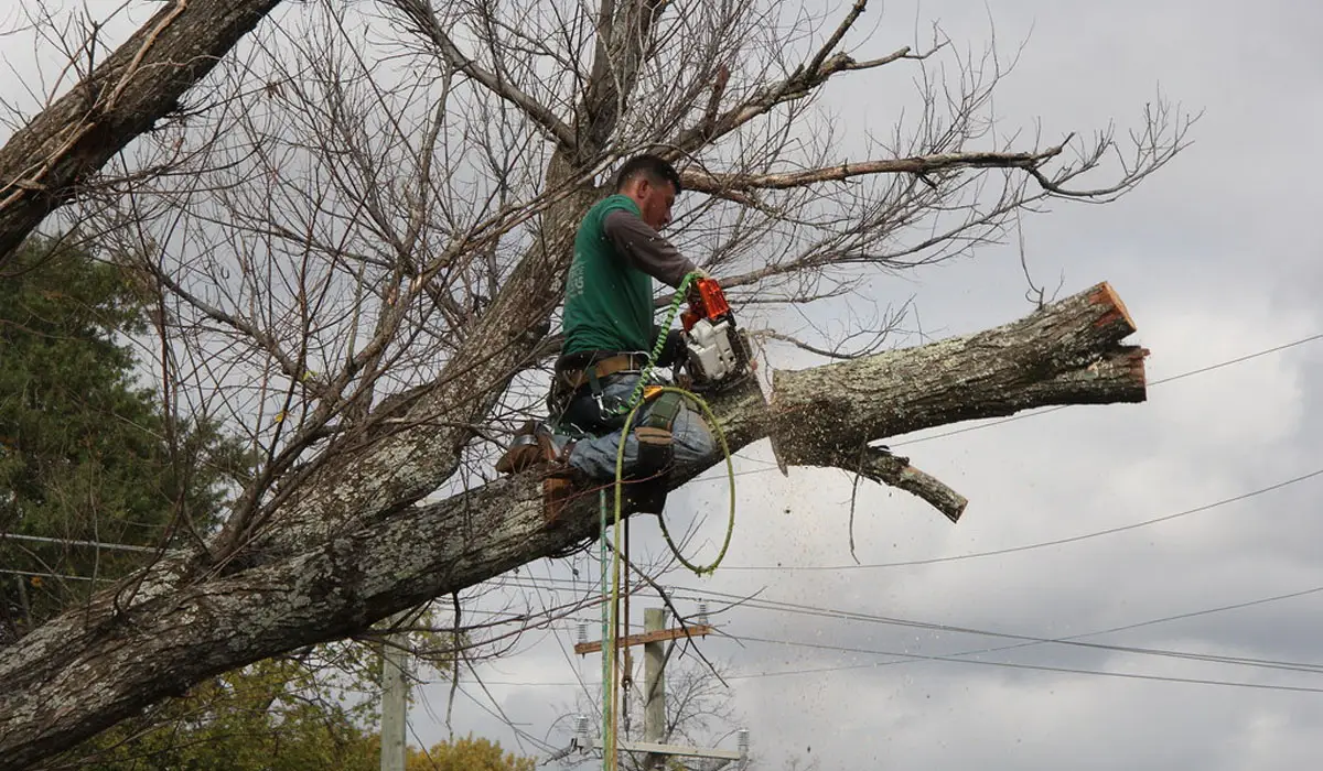 man sitting on top of a tree branch cutting down the branch with a chainsaw