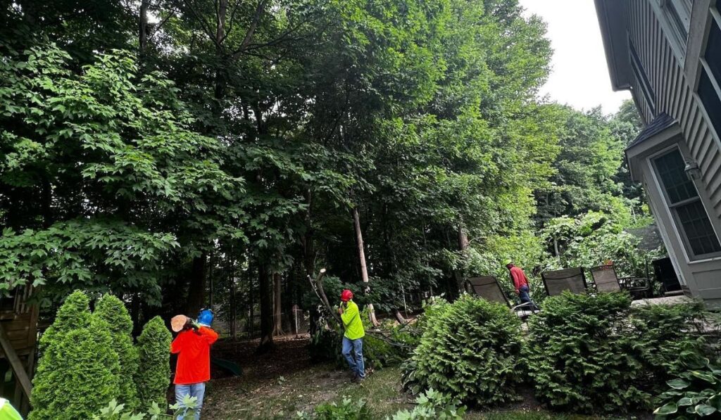 workers working on a tree service