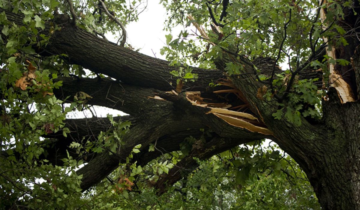 Tree Damaged From Storm