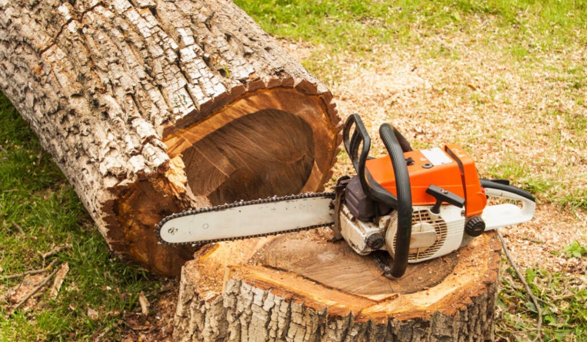 chainsaw sitting on a cut tree stump