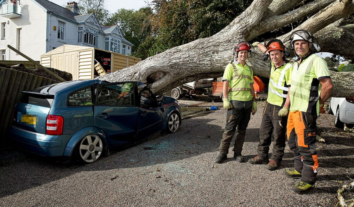 three tree removal service men posing for picture in front of a tree that fell on top of a vehicle