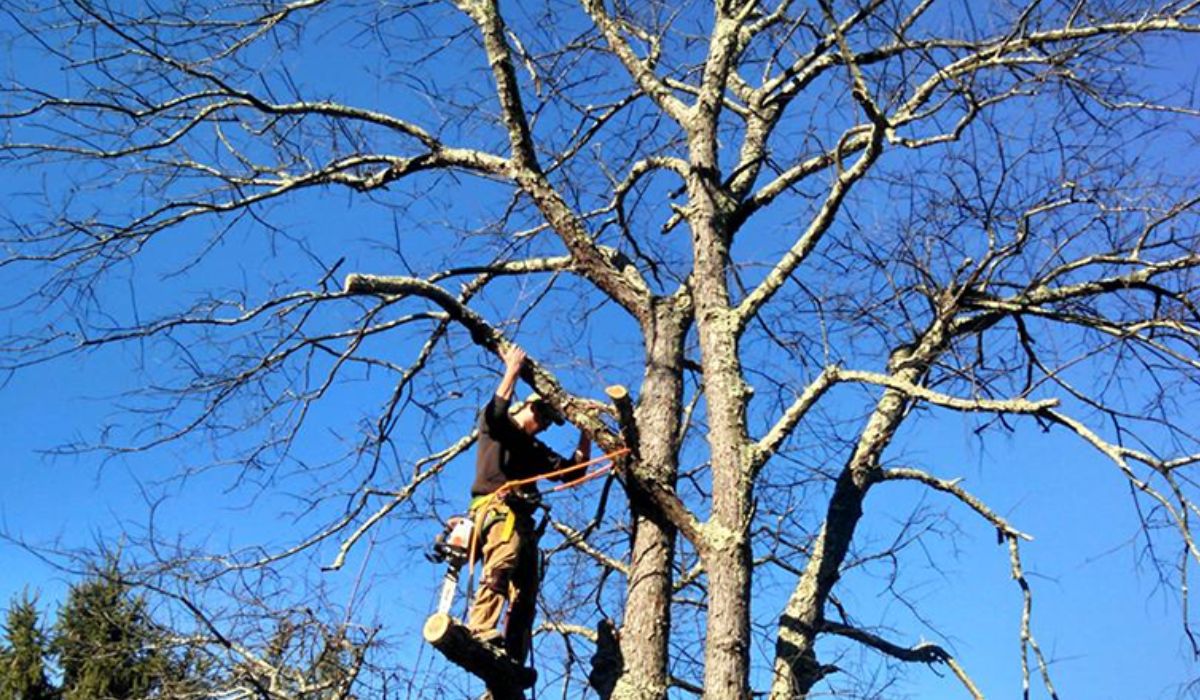 Choose A Qualified Arborist For Tree Removal