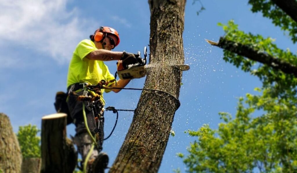 Why You Should Hire A Qualified Arborist For Tree Removal