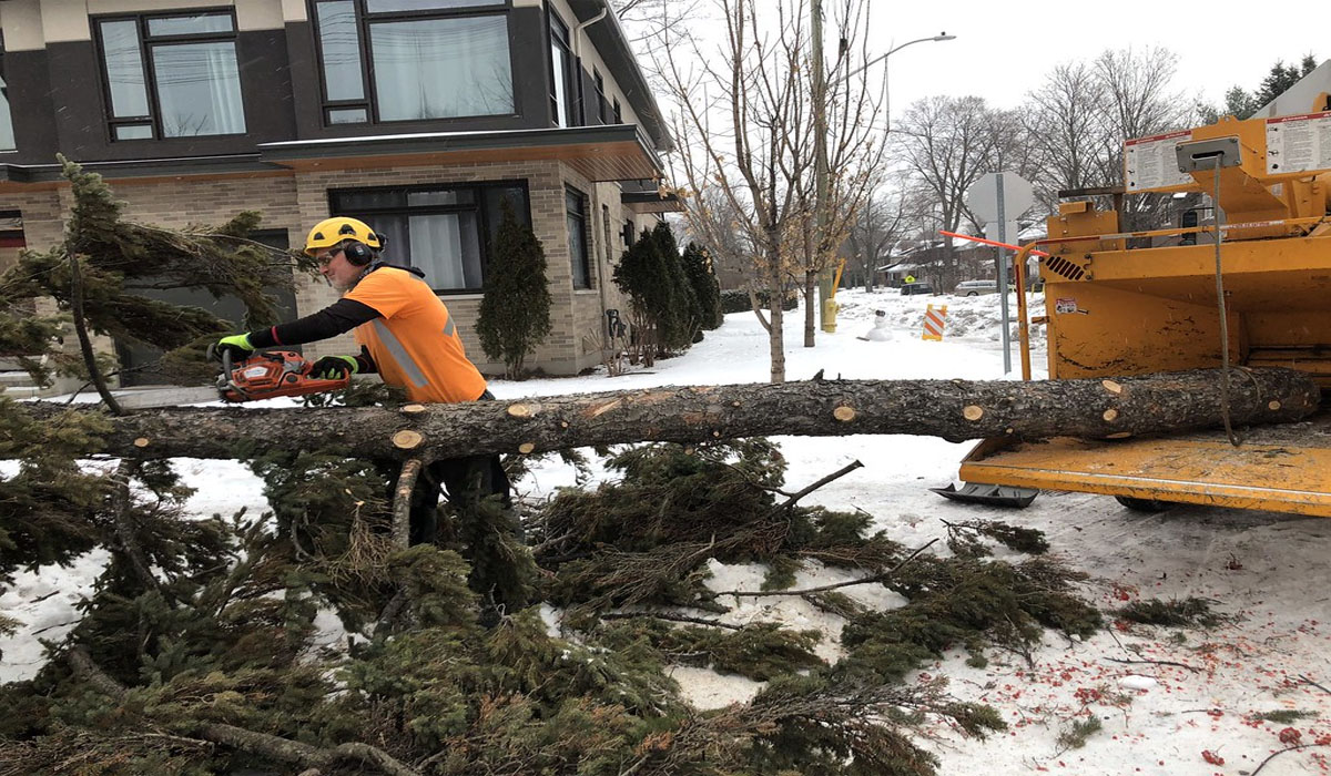 Residential Tree Services Near Me (List Of Services)