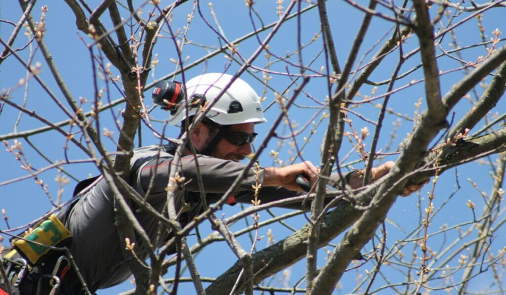 Why Tree Trimming Isn't A Do-It-Yourself Project?