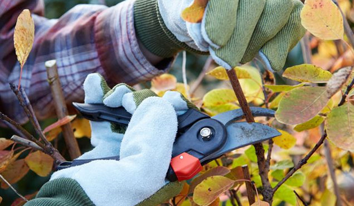 a person's hands cutting of a plant's stem using pruning shears