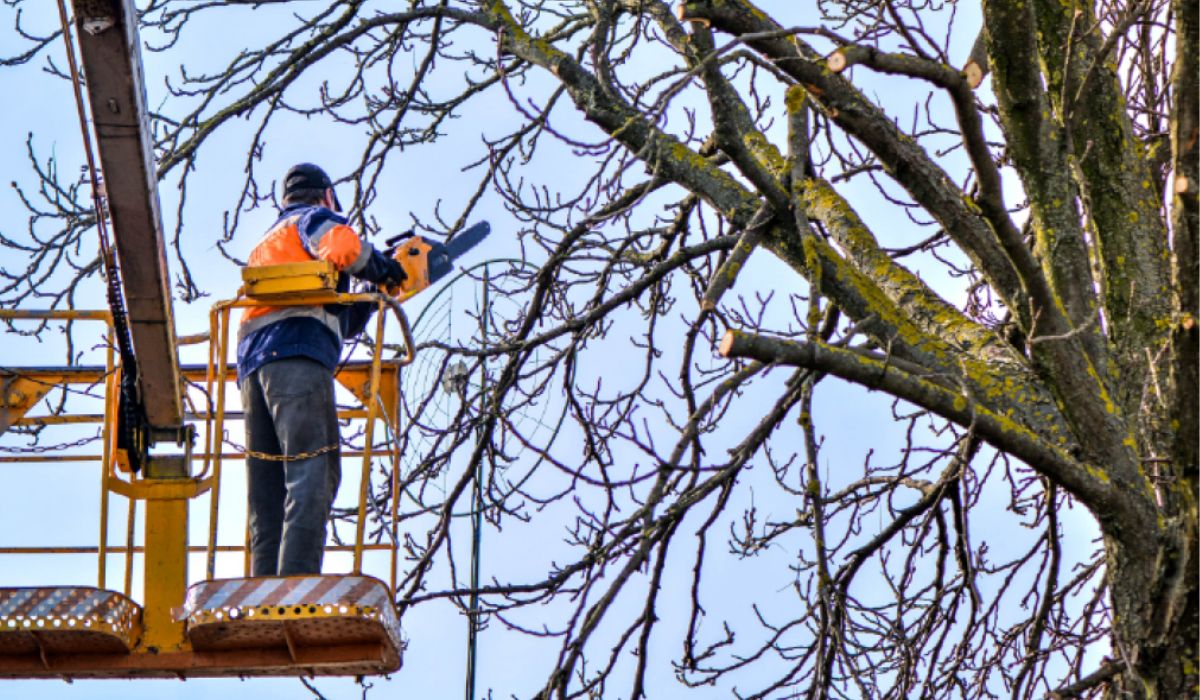 Safe Treemergency Services