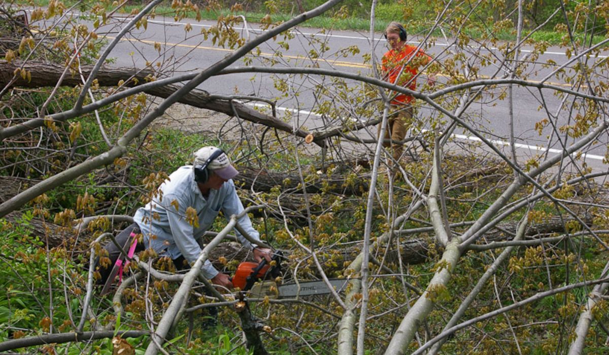 two men cutting of branches from fallen tree