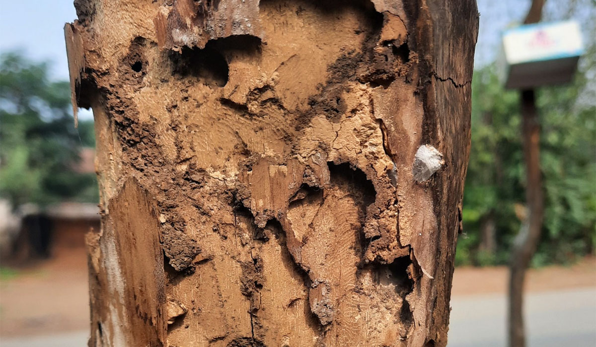 Damaged Tree Trunk From Pest Infestation