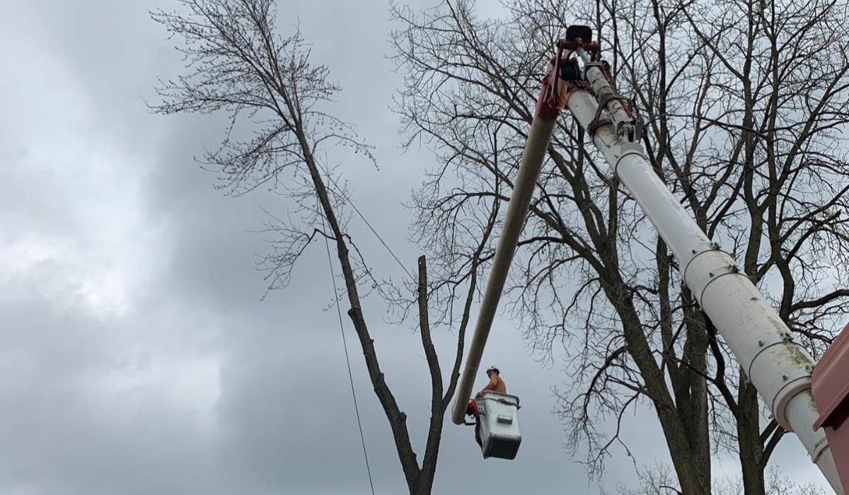 a professional arborist on a large crane pruning a tree