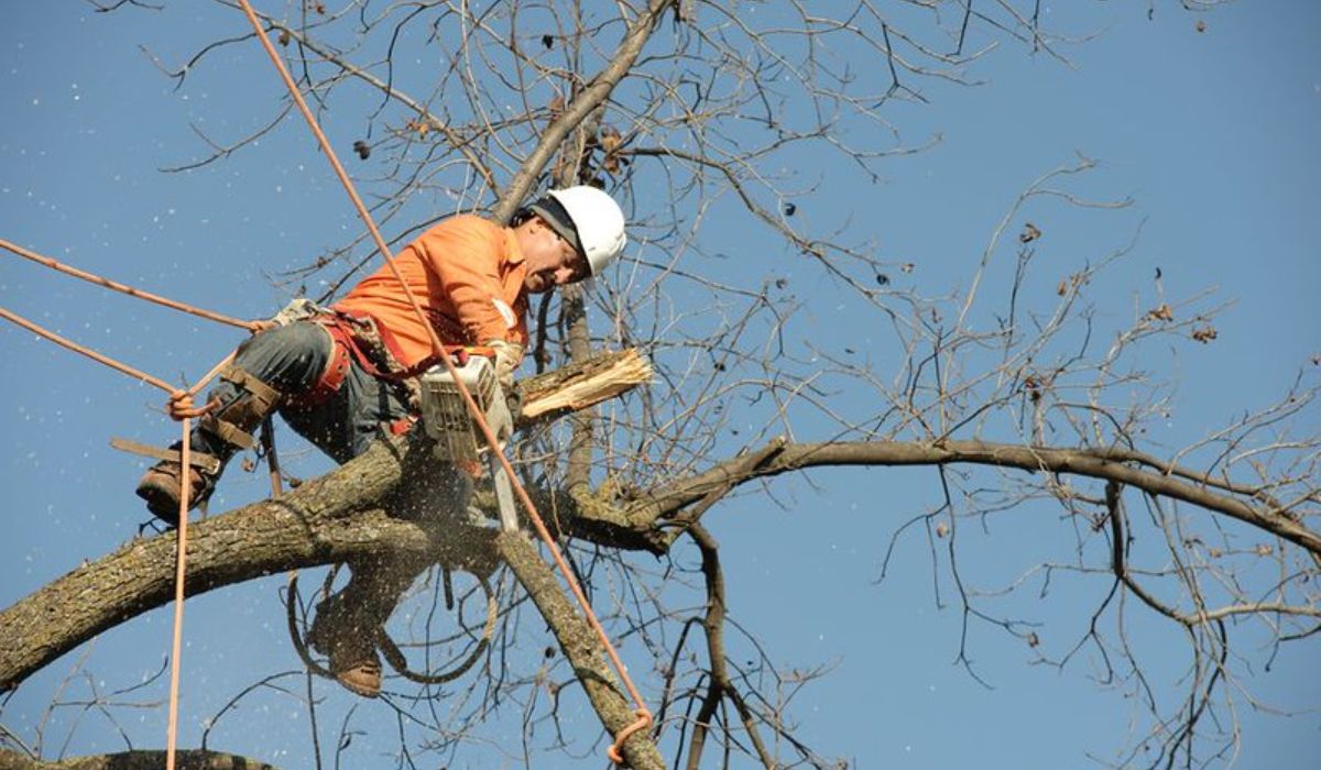 an arborist cutting large tree