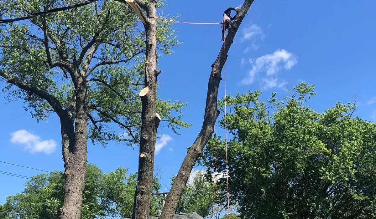 professional arborists up on a tree