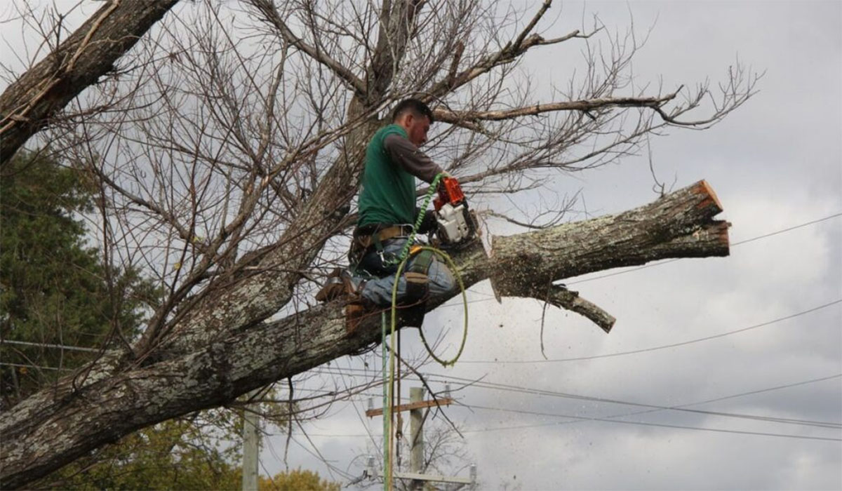 an arborist cutting off a large tree with a chainsaw