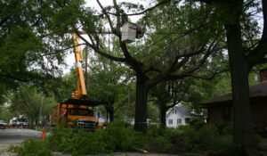 a professional arborist cutting off tree branches from a high chair lift platform