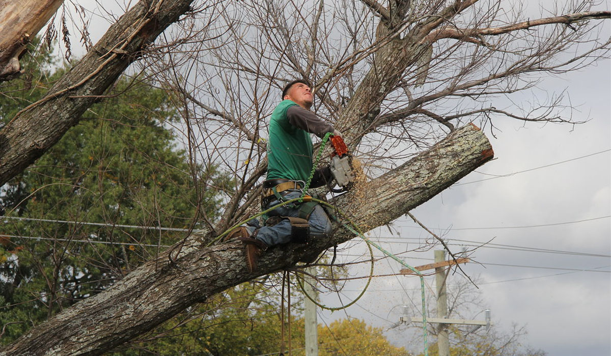 The Complete Guide To CityWide Tree Trimming And Removal