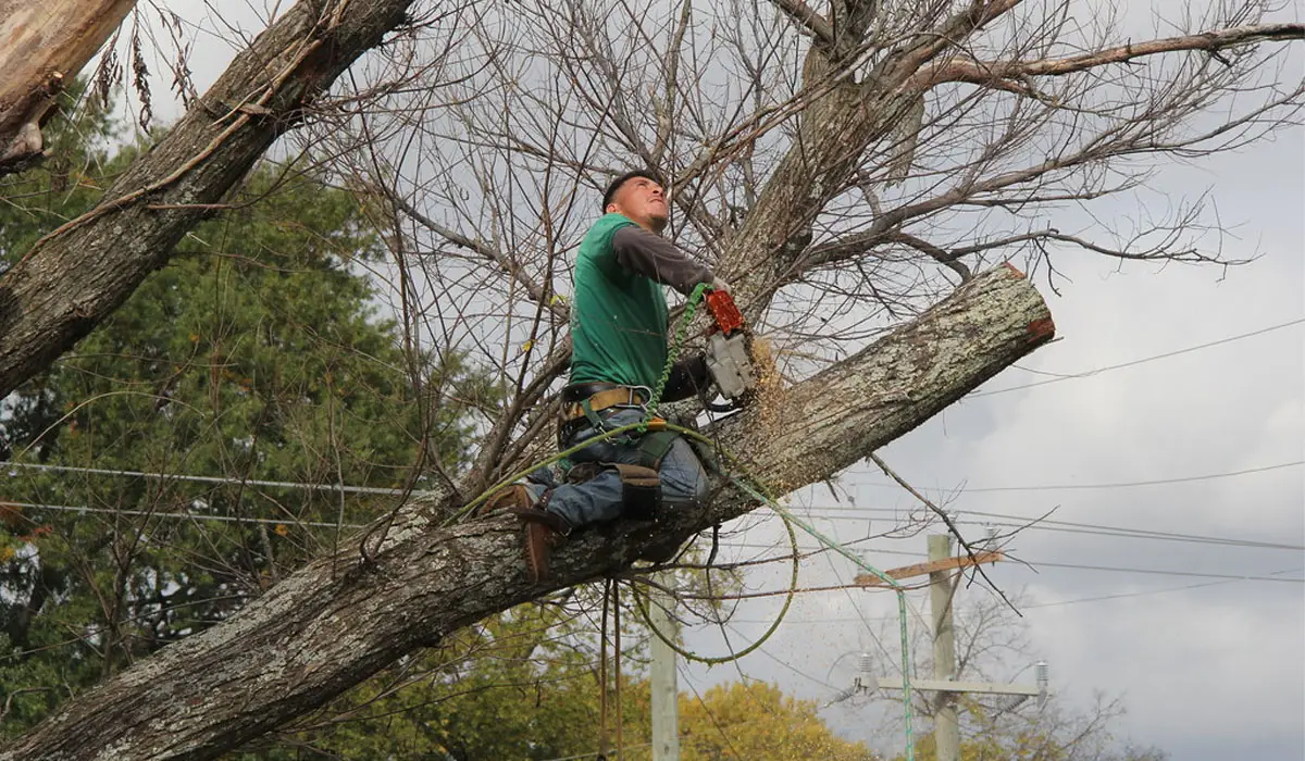 professional arborist cutting the branch of a tree