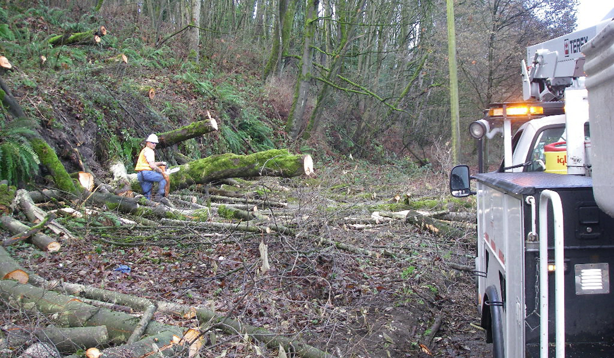 White Oak Tree Care Inc's 24-Hour Response To Fallen Trees