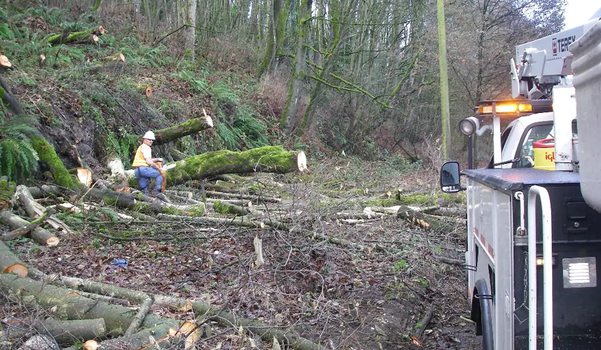 White Oak Tree Care Inc's 24-Hour Response To Fallen Trees