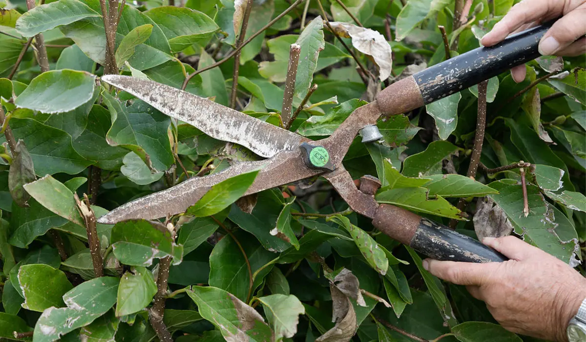close up shot of garden trimming with garden shears