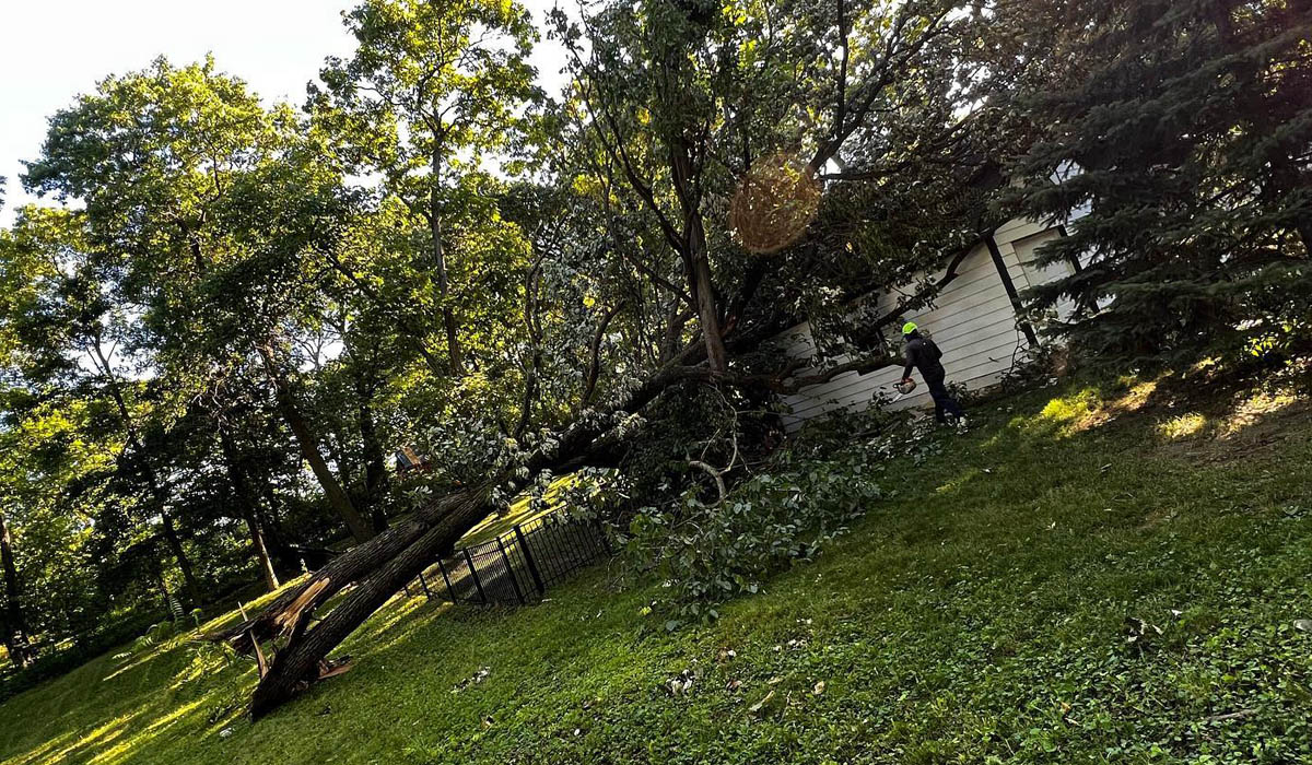a large fallen tree in the backyard