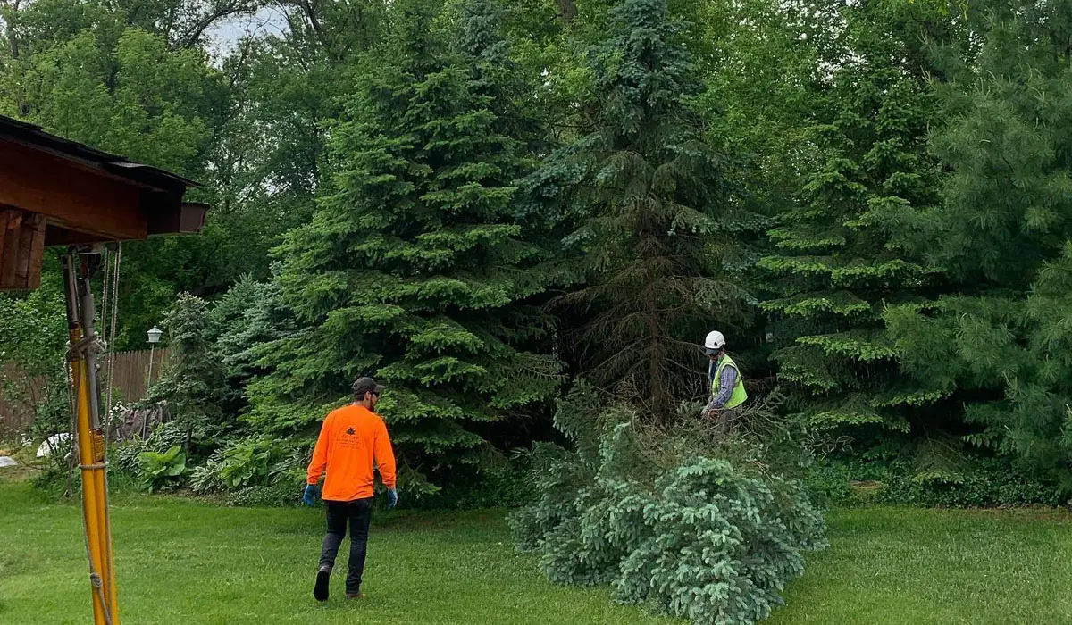 two men cutting off a tree