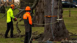 Arborists employing eco-friendly tree removal techniques with specialized equipment in an urban park.