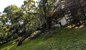 a fallen tree on a house