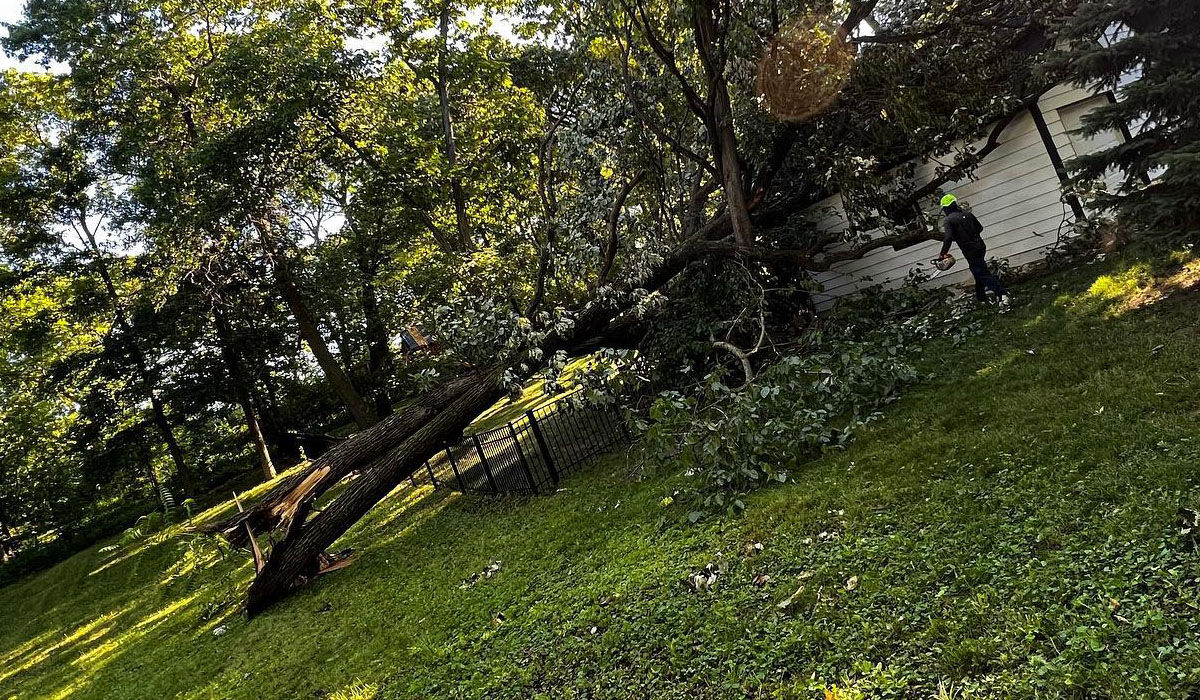 a fallen tree in the backyard