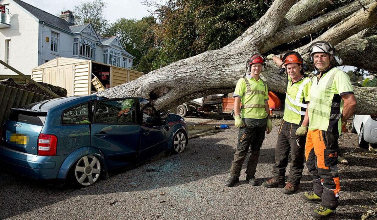 three arborists with a car that has been damaged by a fallen tree