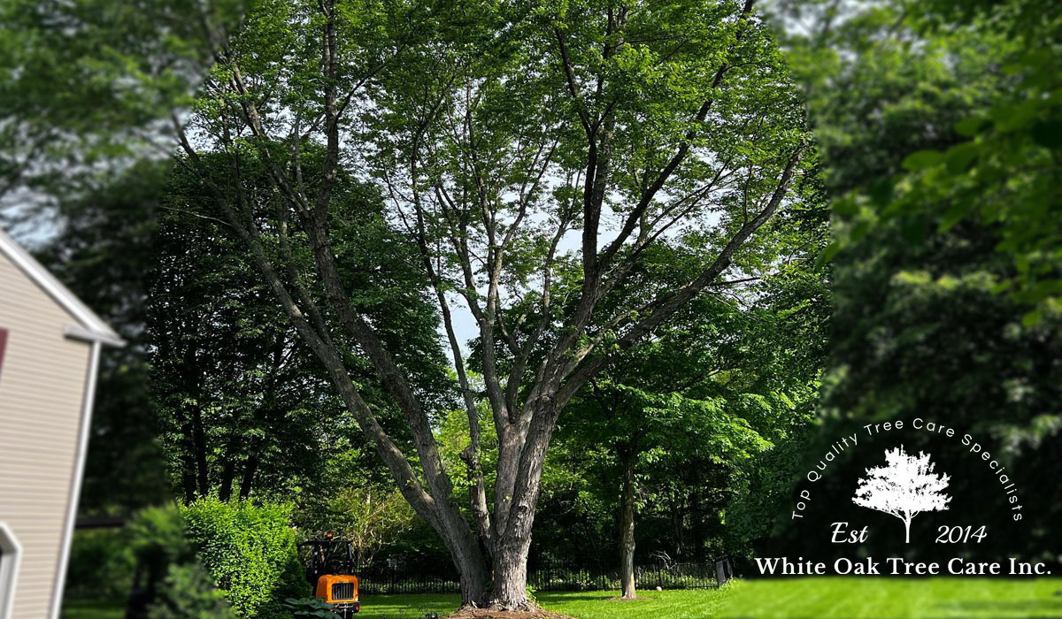 large oak tree in a backyard that needs a Professional Tree Care Services Near Me