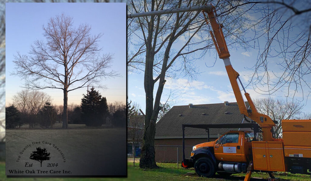 an image with a tree and a forestry bucket truck